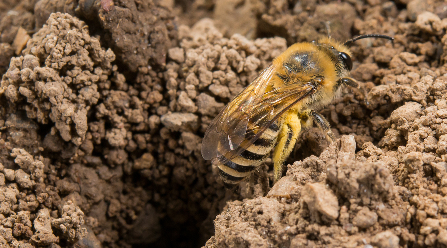 Aménager des sites de nidification pour les abeilles sauvages qui nichent au sol