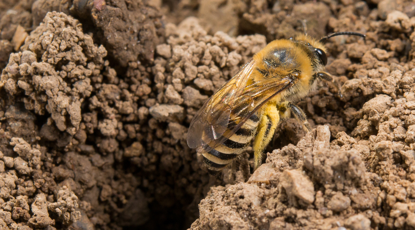 Nistplätze für bodennistende Wildbienen anlegen