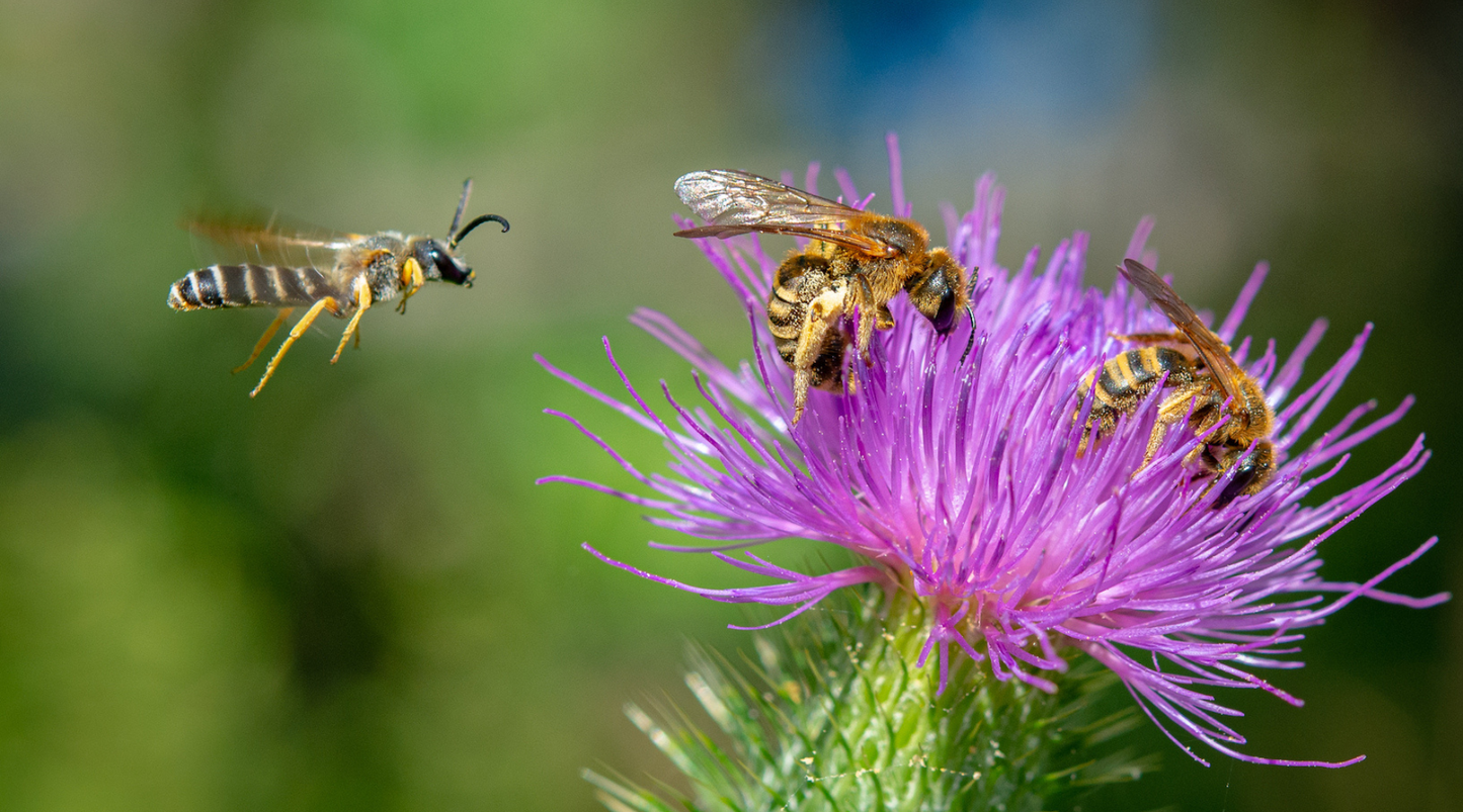 Bienenfreundliche Pflanzen für deinen Balkon und Garten