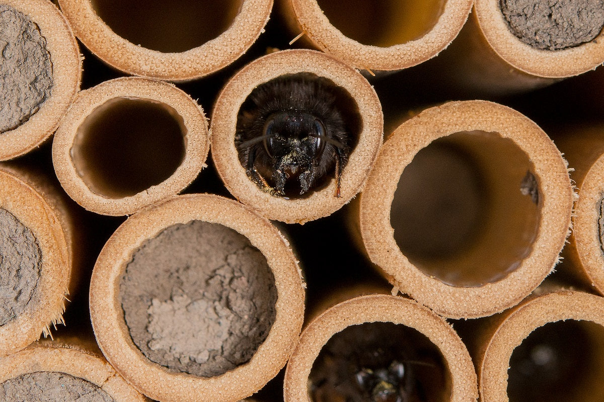 Une abeille maçonne cornue dans son nid