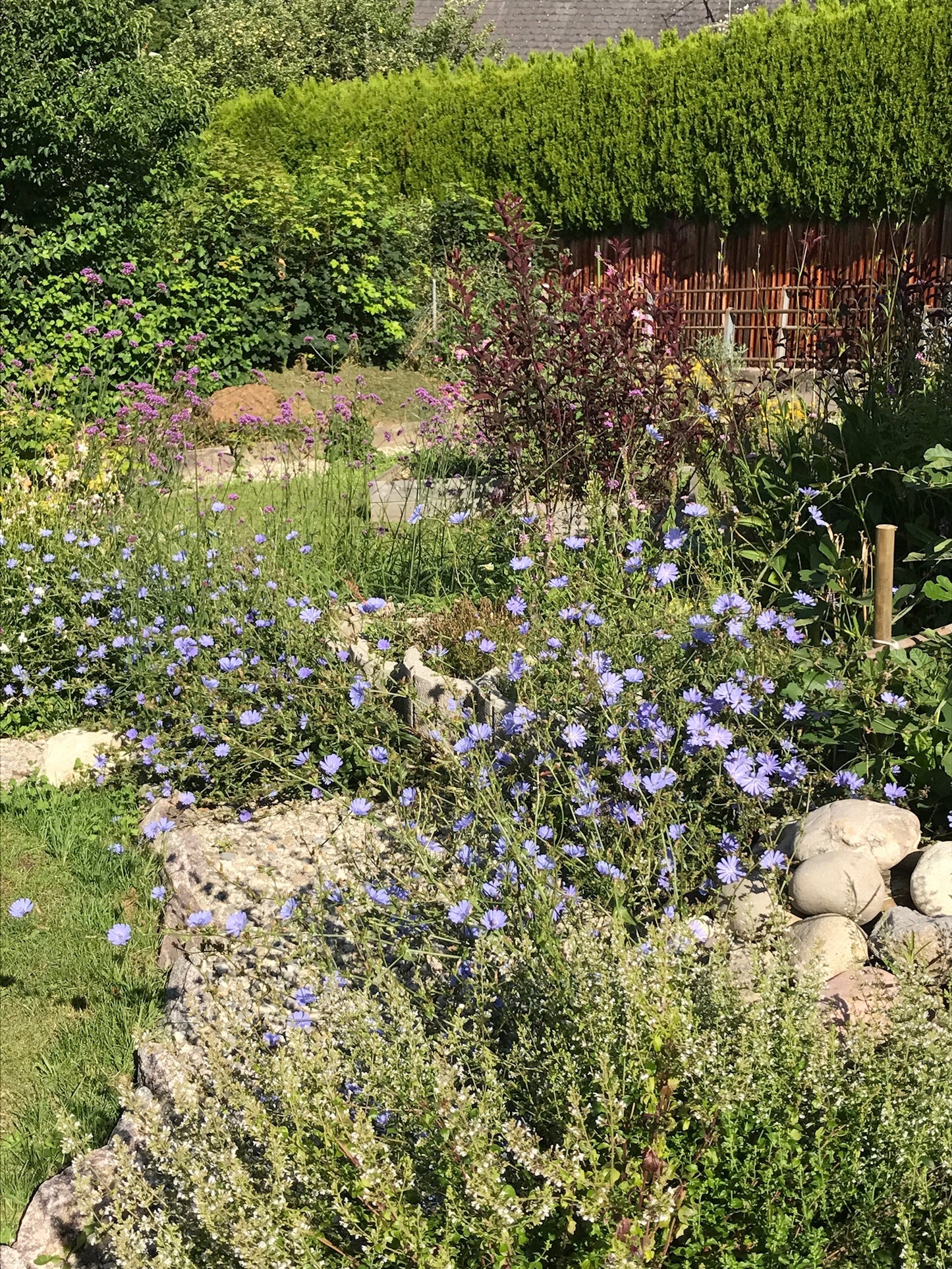 5 Praxistipps für einen summenden Wildbienengarten