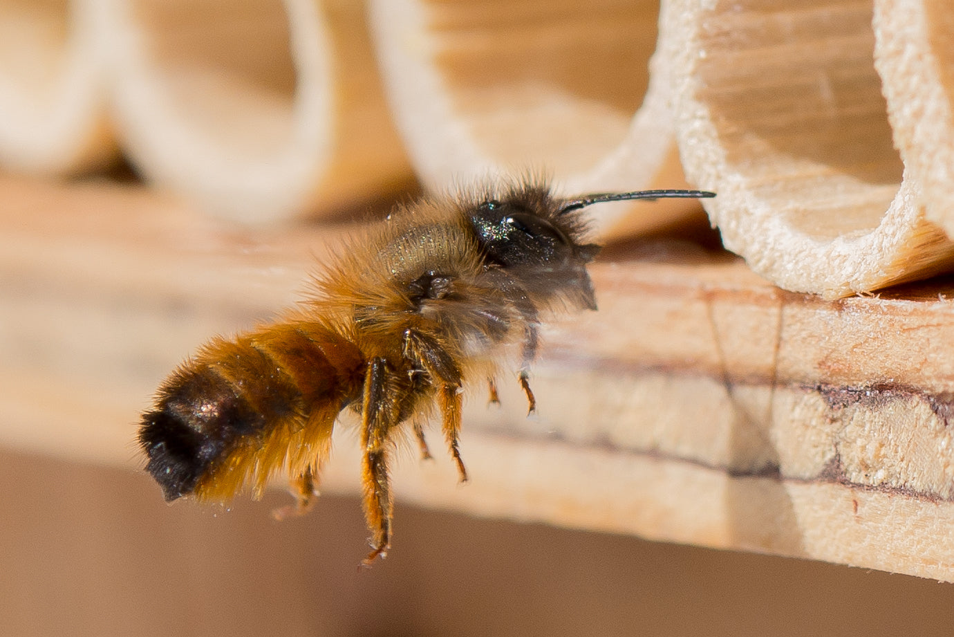 Une abeille maçonne rouge vole vers son tube de nidification dans le BeeHome.