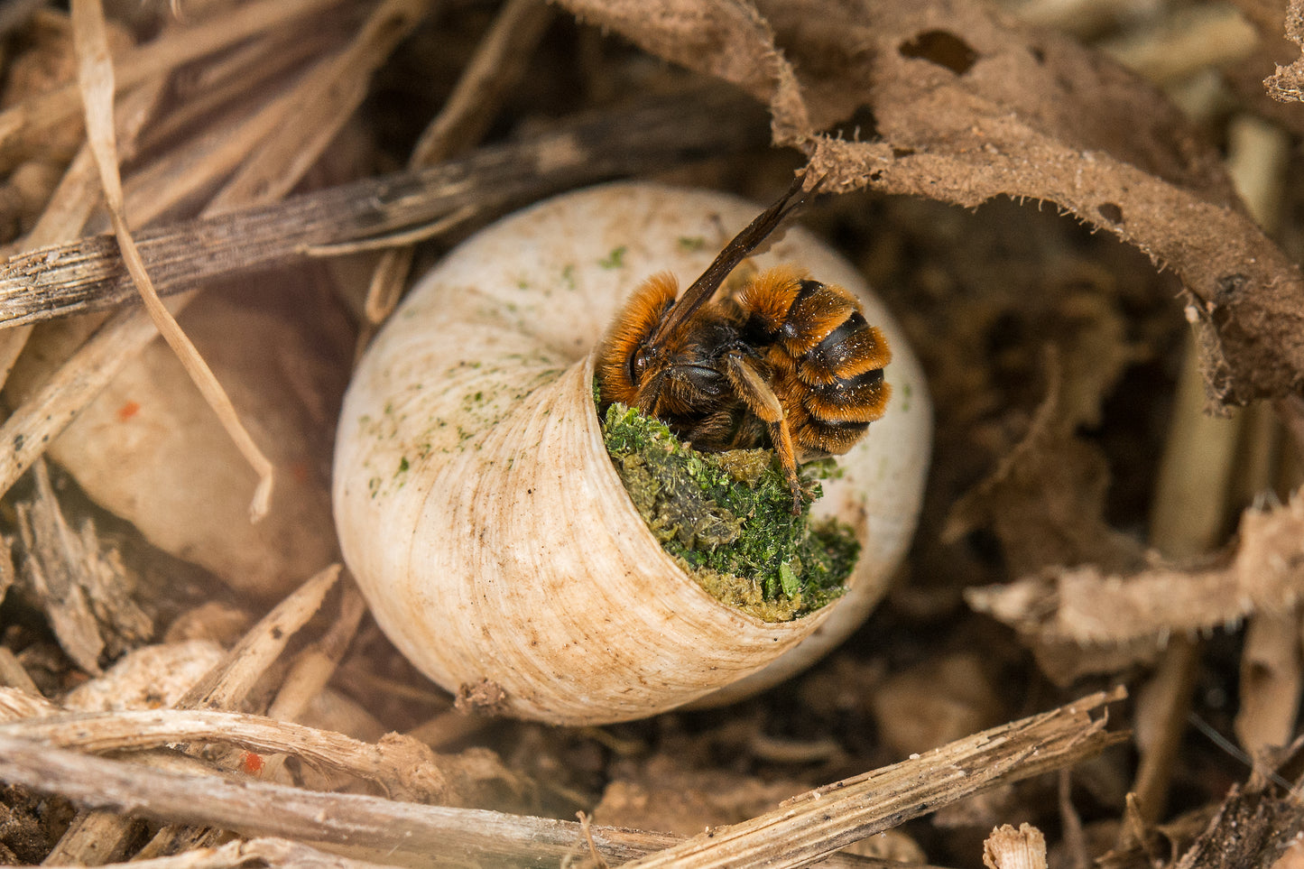 L'abeille maçonne à coquille ferme et camoufle une coquille d'escargot.
