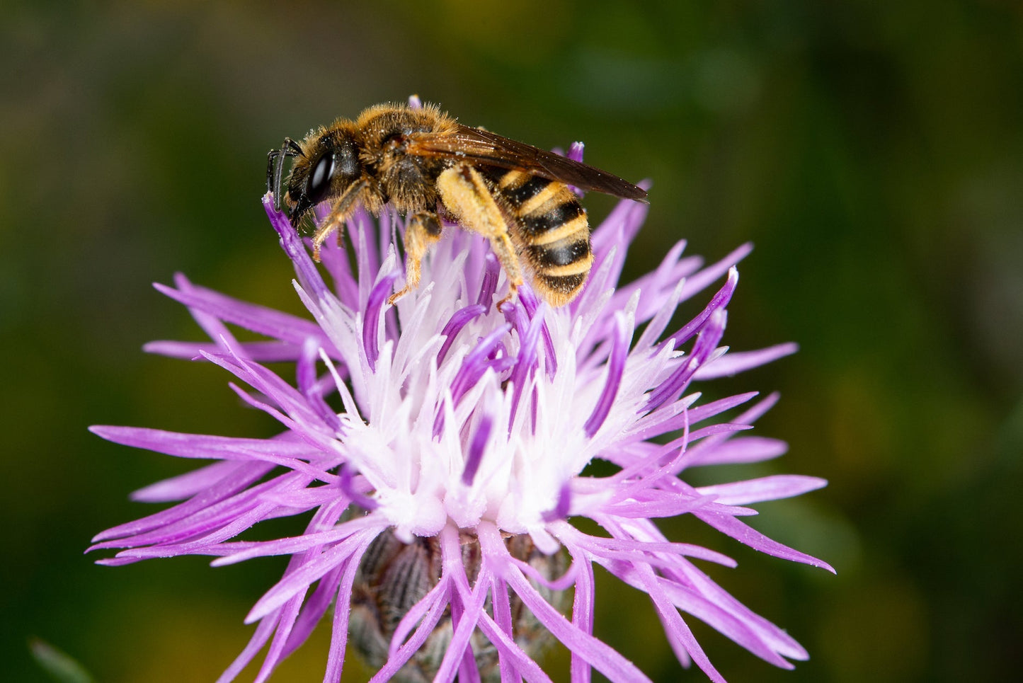 Warum sind Wildbienen wichtig für unsere Biodiversität?