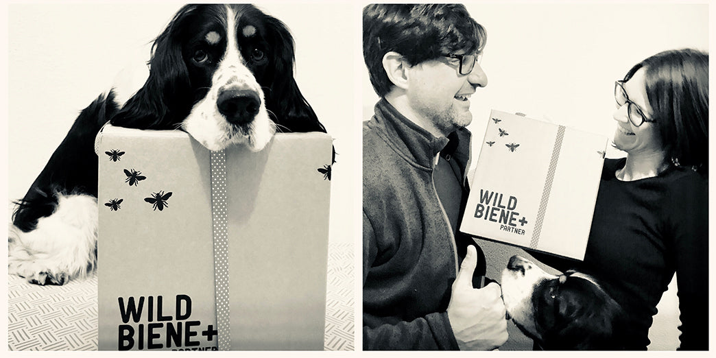Hund mit BeeHome Karton. Daneben freut sich ein Mann mit einer Frau über ein BeeHome im Karton.
