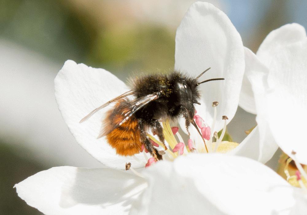 Wildbiene - Gehörnte Mauerbiene (Osmia Cornuta) auf Birnenblüte im Frühling