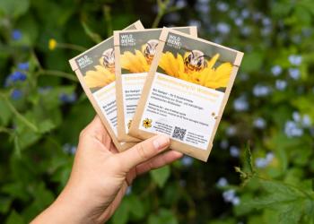 Abeille sauvage - Abeille maçonne cornue (Osmia Cornuta) sur une fleur de poirier au printemps