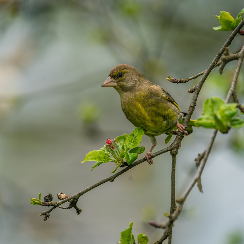 Photographe des photos d'oiseaux : Marc Willi, photographe amateur de la vie sauvage et ornithologue de Suisse orientale.