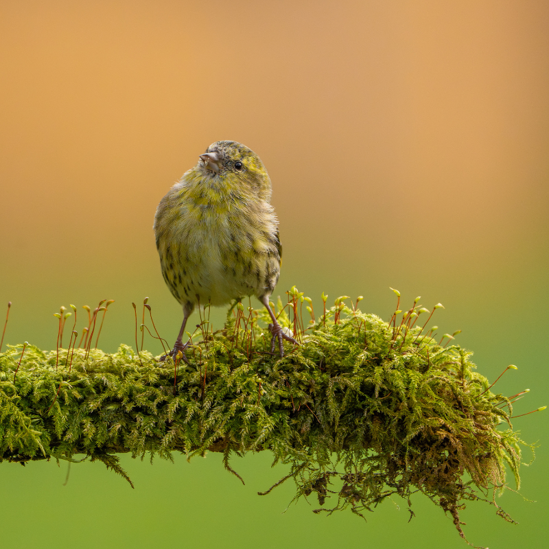 Photographe des photos d'oiseaux : Marc Willi, photographe amateur de la vie sauvage et ornithologue de Suisse orientale.