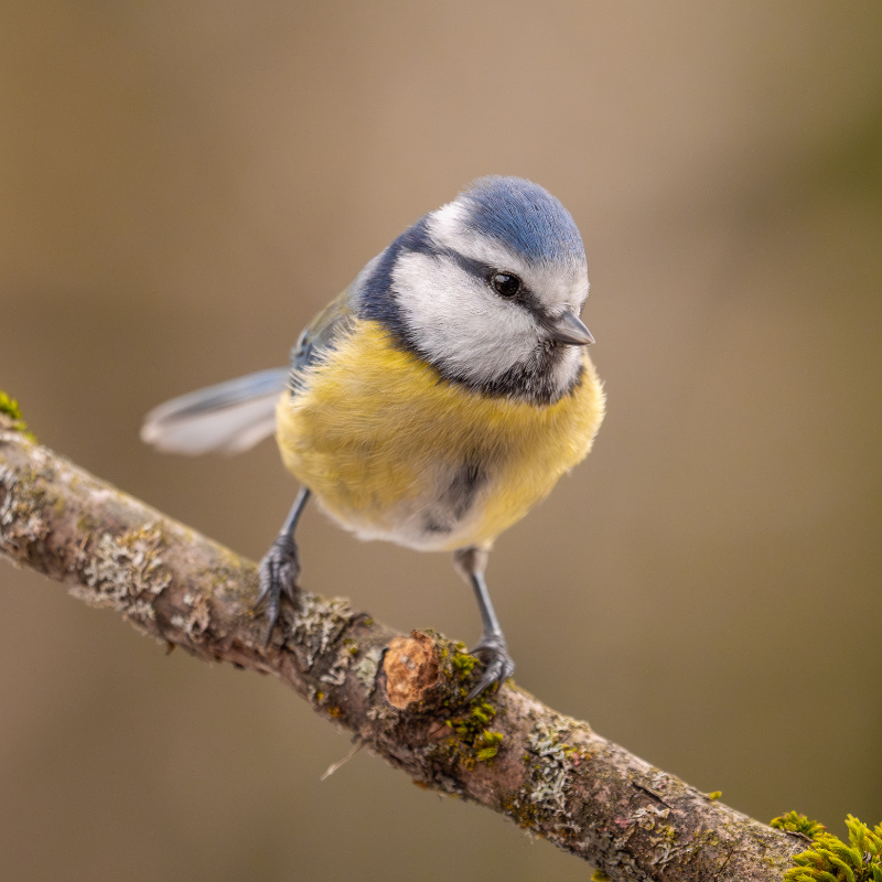 Photographe des photos d'oiseaux : Marc Willi, photographe amateur de la vie sauvage et ornithologue de Suisse orientale.