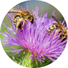 espace de vie pour les abeilles sauvages et autres insectes