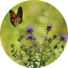 Hôtels pour abeilles sauvages et autres insectes