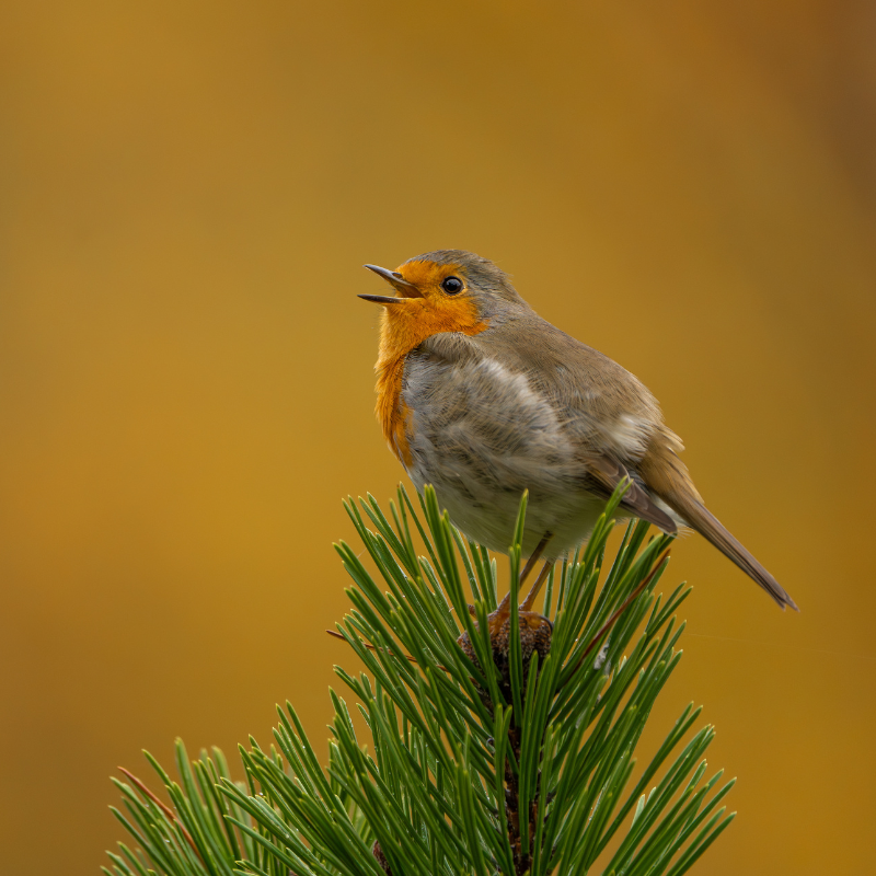 Photographe des photos d'oiseaux : Marc Willi, photographe amateur de la vie sauvage et ornithologue de Suisse orientale.