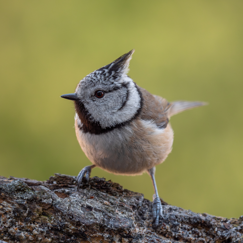Photographe des photos d'oiseaux : Marc Willi, photographe amateur de la vie sauvage et ornithologue de Suisse orientale.