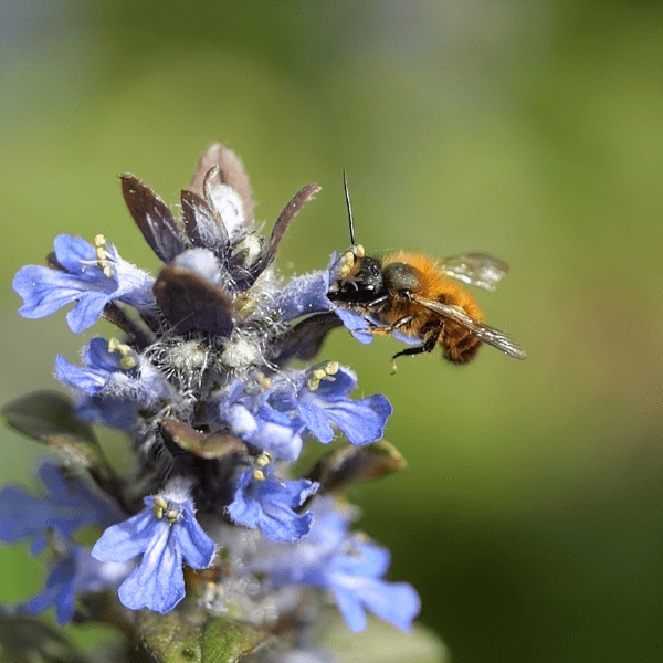 Parrainage de la floraison de la Beegnette 2026