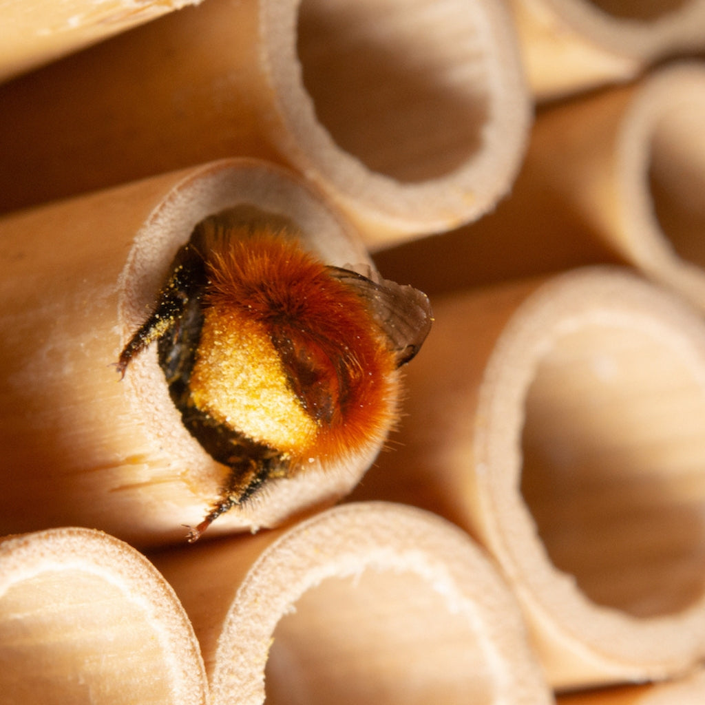 Cocons d'abeilles maçonnes - Abeille maçonne cornue