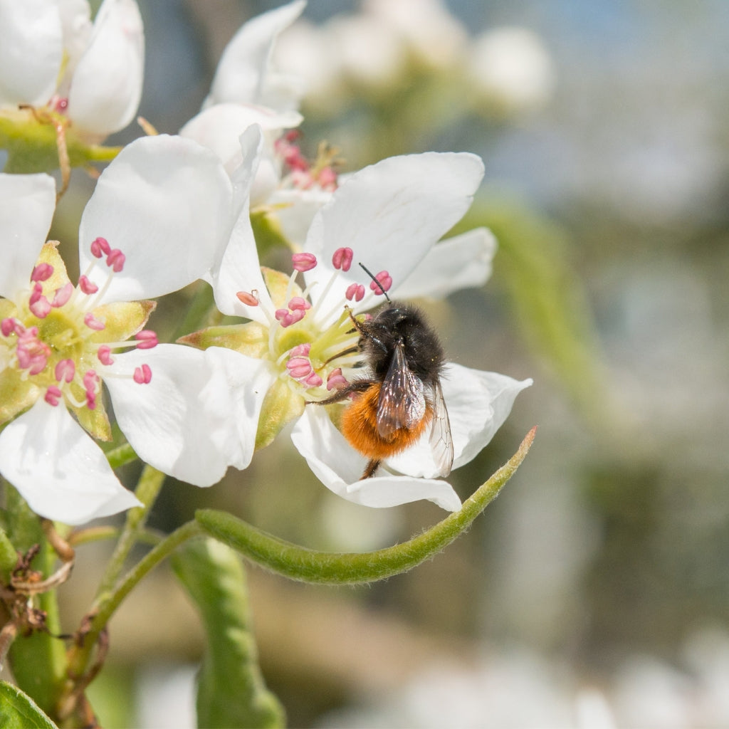 Cocons d'abeilles maçonnes - Abeille maçonne cornue