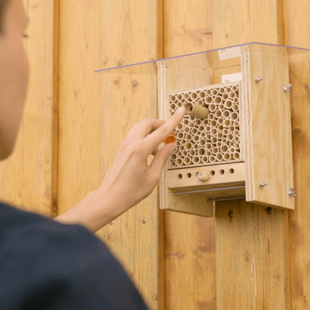 Cocons d'abeilles maçonnes - Abeille maçonne cornue