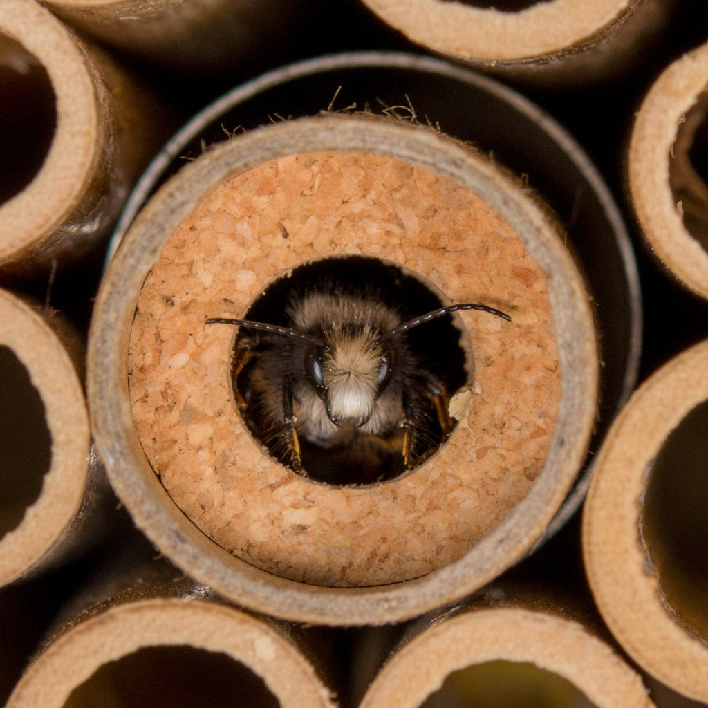 Cocons d'abeilles maçonnes - Abeille maçonne cornue