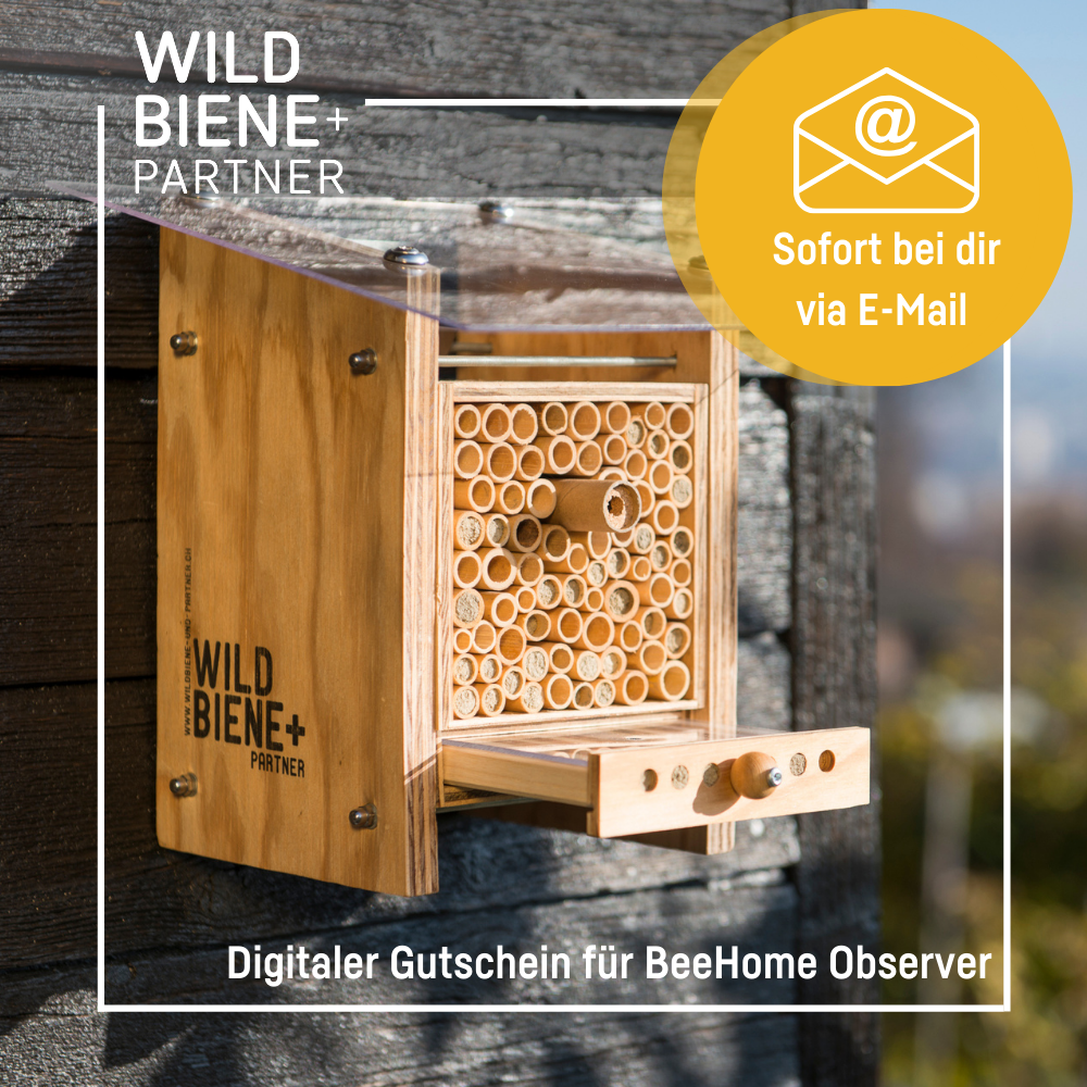 Digitaler Gutschein für ein BeeHome inkl. Mauerbienenkokons