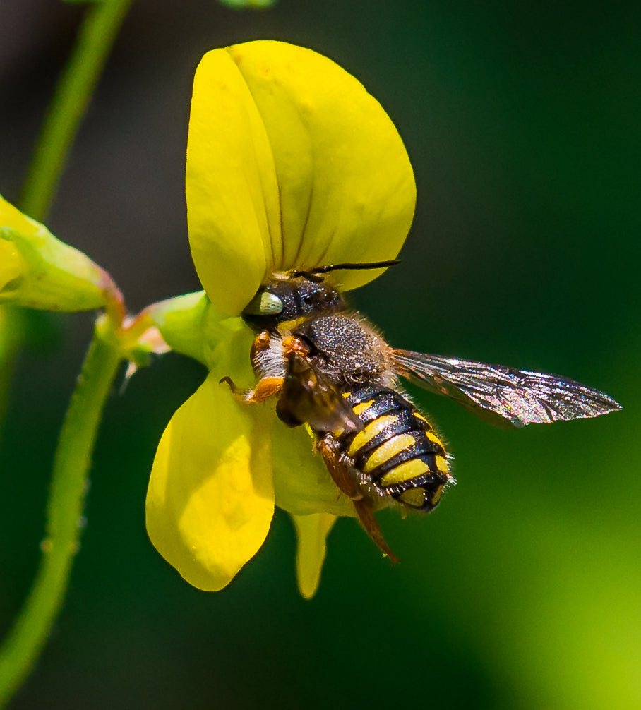 Trèfle à cornes avec abeille laineuse