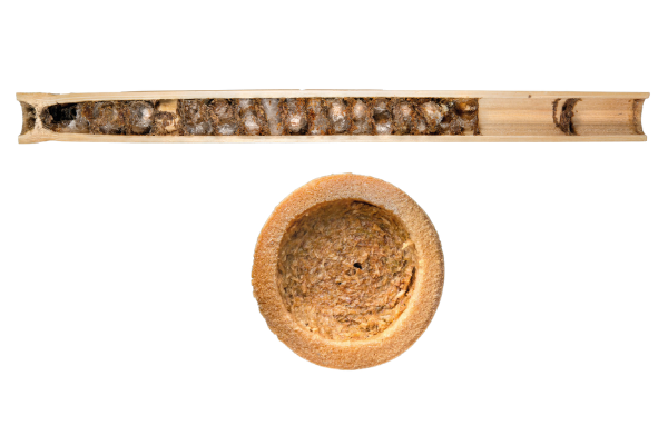 Les abeilles sauvages en Suisse : Nid et fermeture du nid Abeille maçonne bleu acier (Osmia caerulescens)