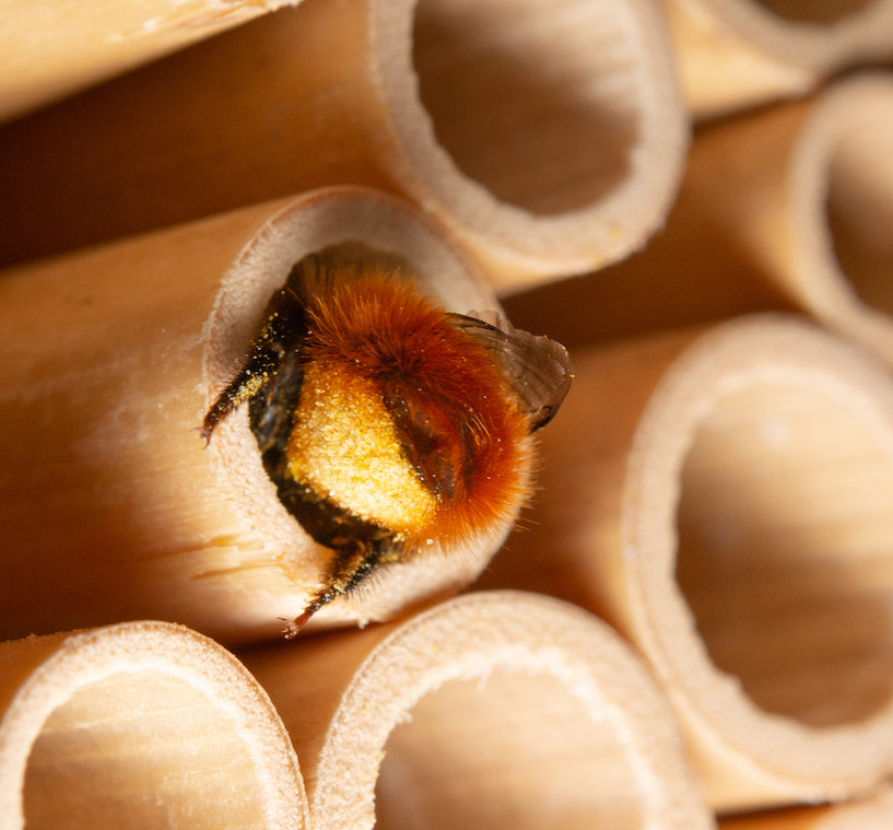 Wildbiene + Partner AG