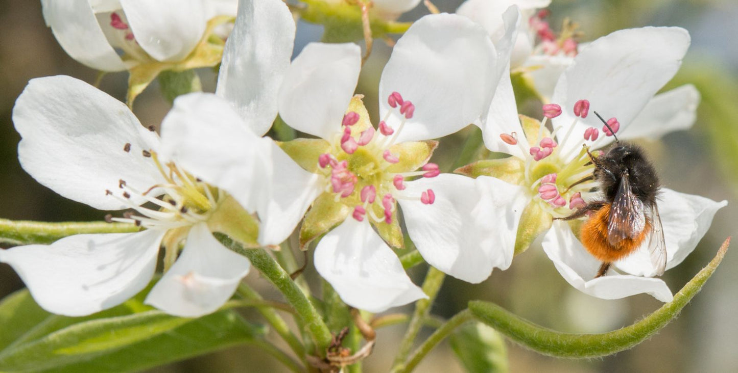 Wildbiene + Partner AG