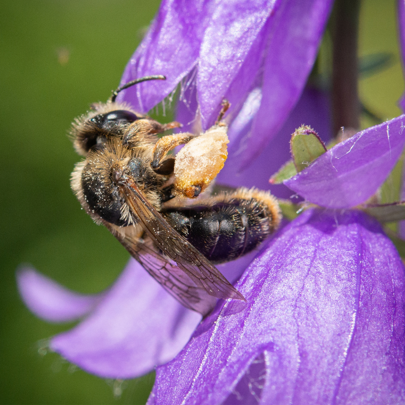 Parrainage de la floraison de la Beegnette 2026