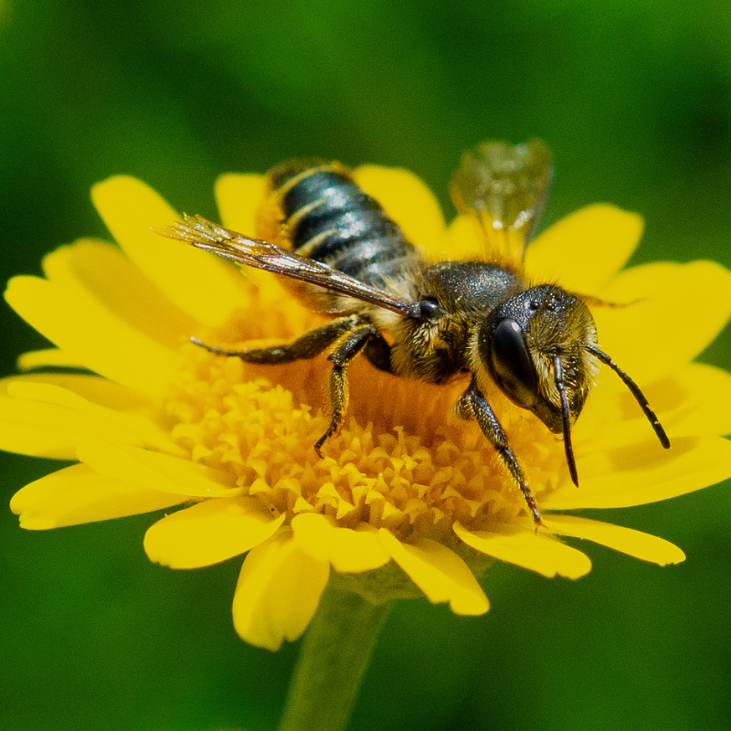 Parrainage de la floraison de la Beegnette 2026