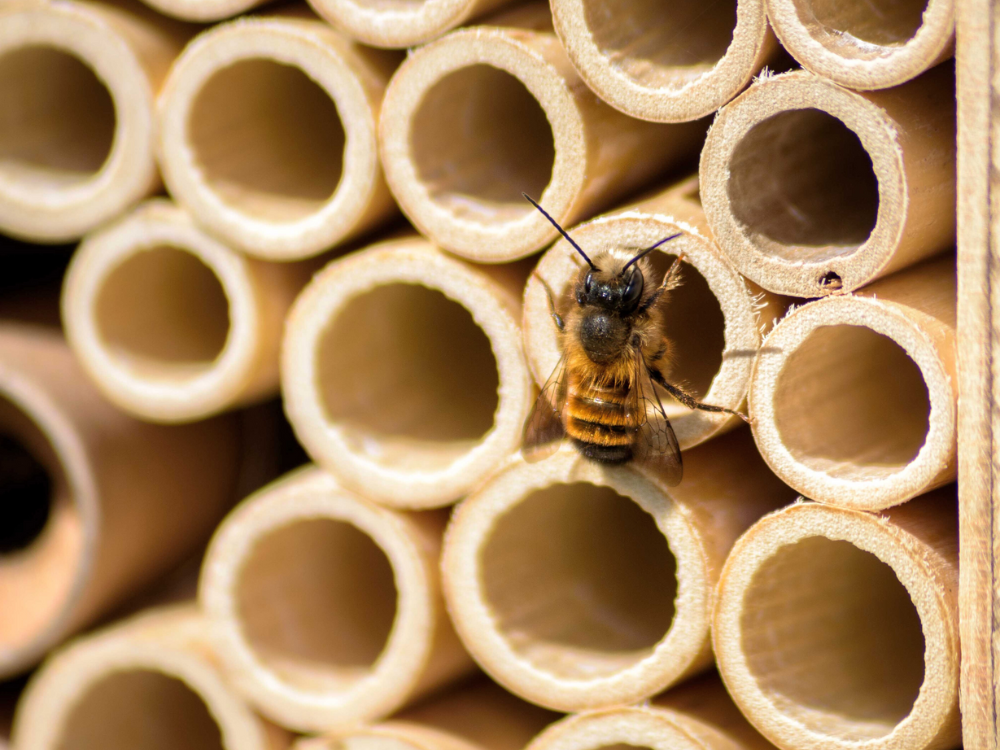 Abeille maçonne sur hôtel à abeilles BeeHome, critique Abeille sauvage et partenaire de wildbee.ch