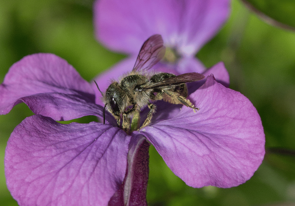 Les abeilles sauvages en Suisse : Abeille sauvage Osmia brevicornis, Osmia Brevicornis sur une fleur