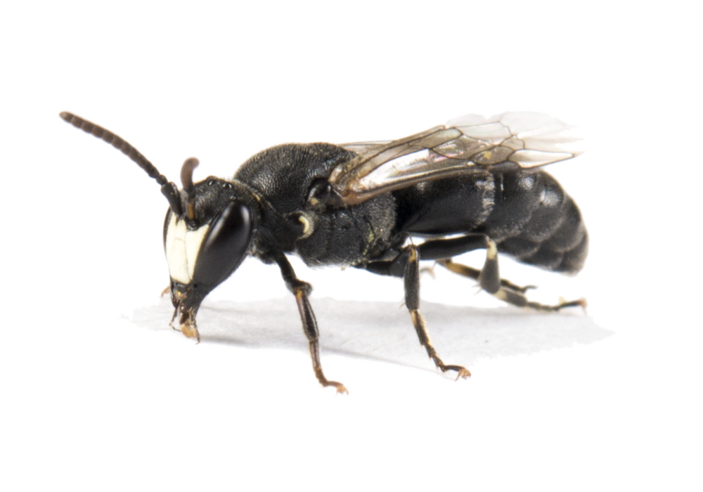 Wildbienen in der Schweiz: So sieht die Lauch-Maskenbiene aus