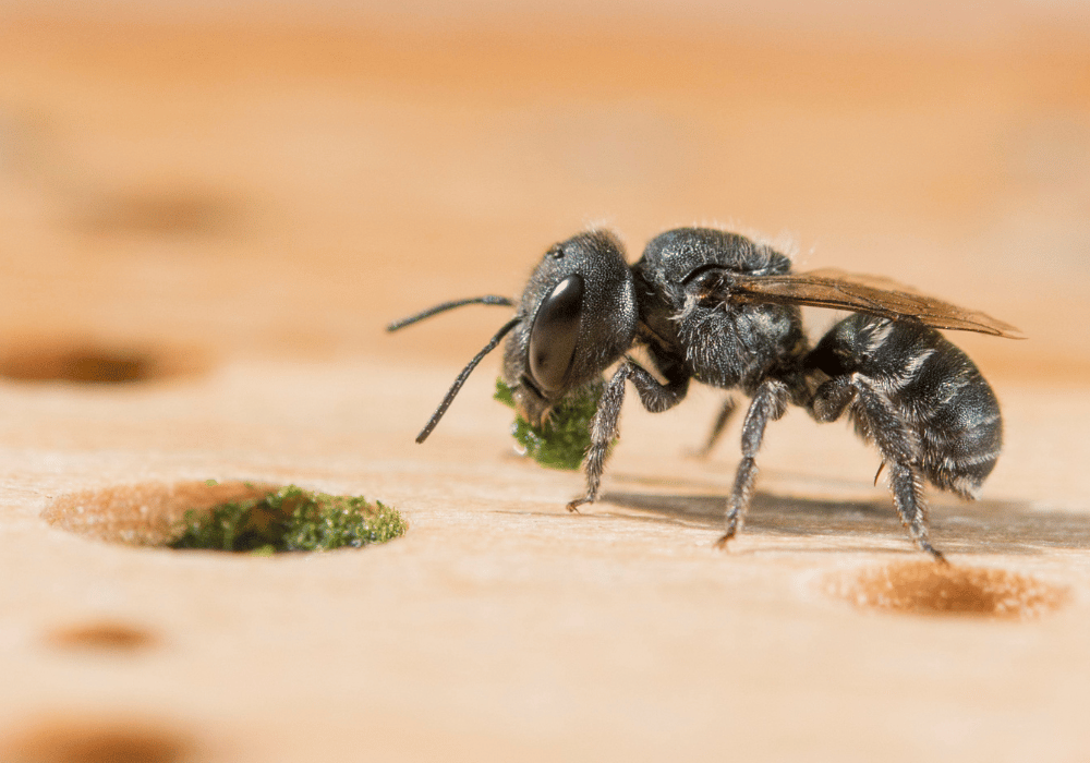 Les abeilles sauvages en Suisse : l'abeille maçonne bleu acier (Osmia caerulescens) au nid.