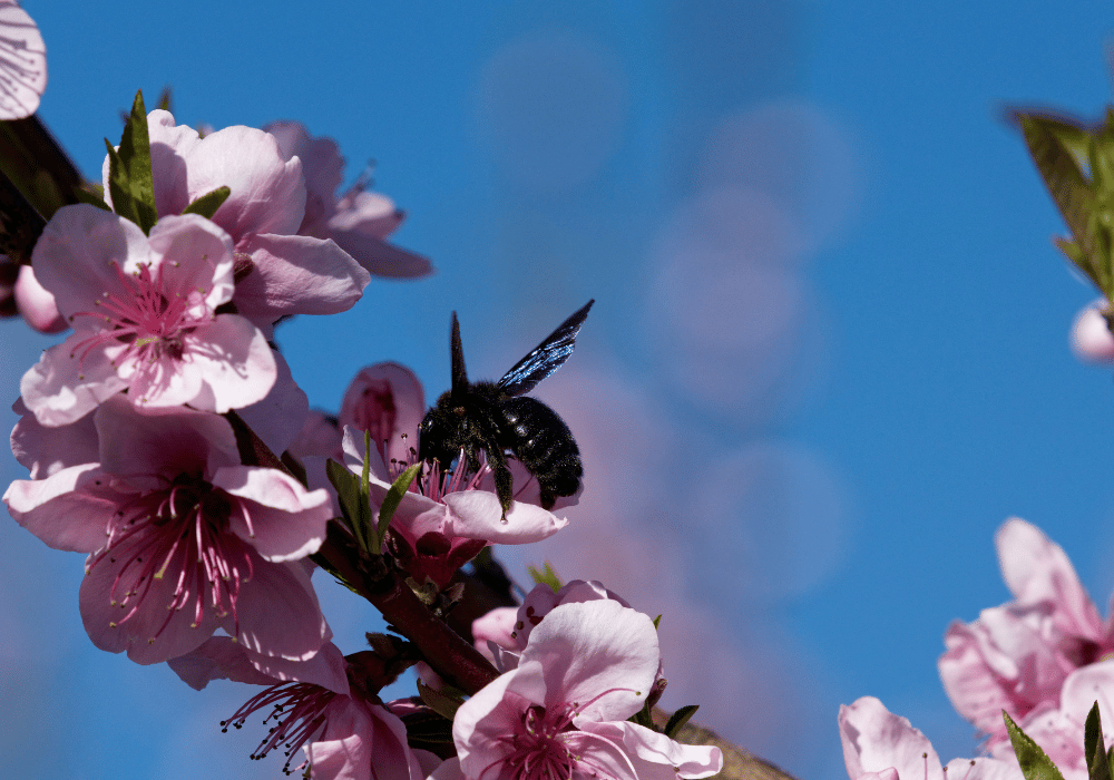 Les abeilles sauvages en Suisse : la grande abeille charpentière sur le pêcher