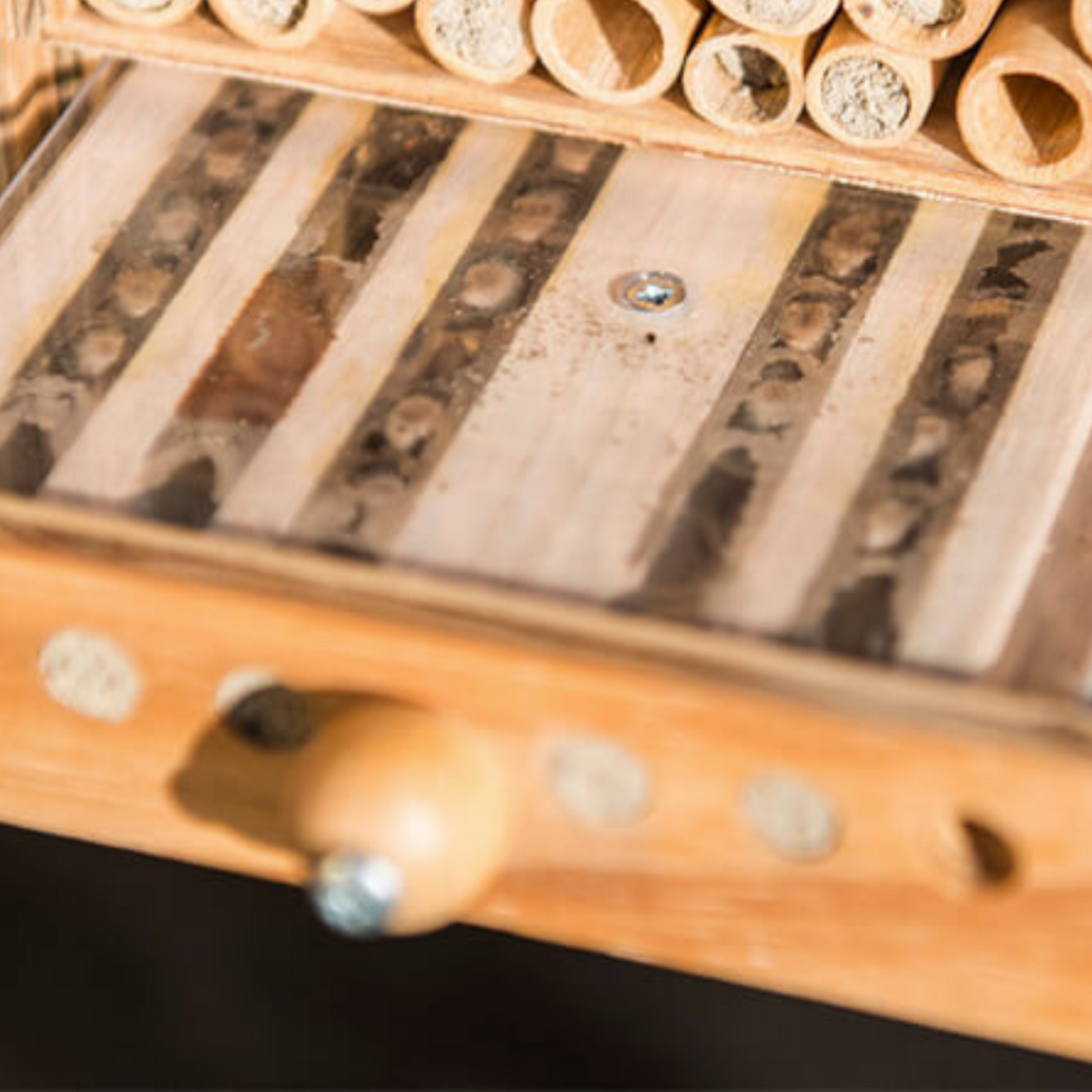BeeHome Observer, hôtel pour abeilles avec tiroir, critique de l'abeille sauvage et partenaire de wildbee.ch