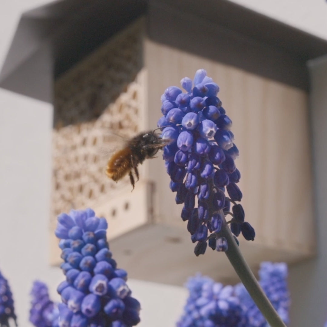 Chargement et lecture de vidéos dans la visionneuse de galerie, cocons d'abeilles maçonnes - Abeille maçonne cornue