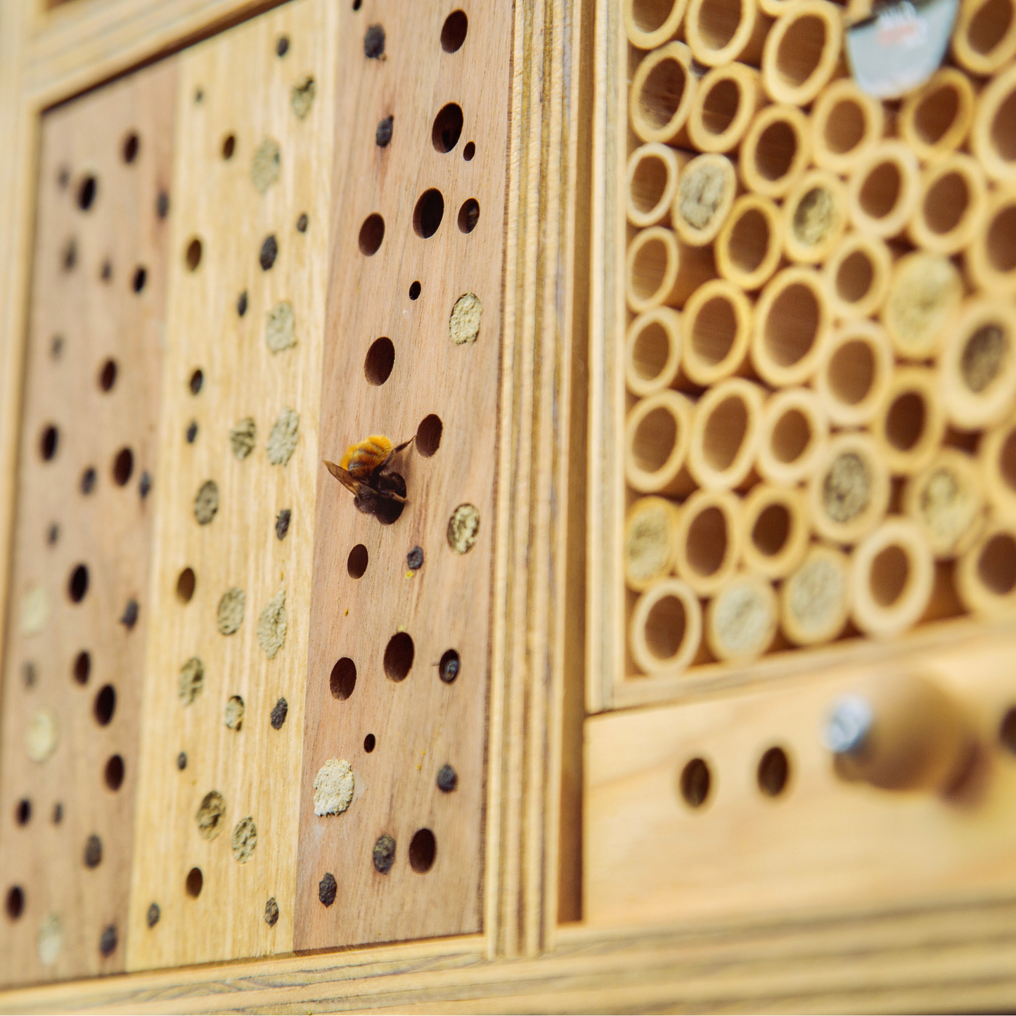 BeeHome Premium