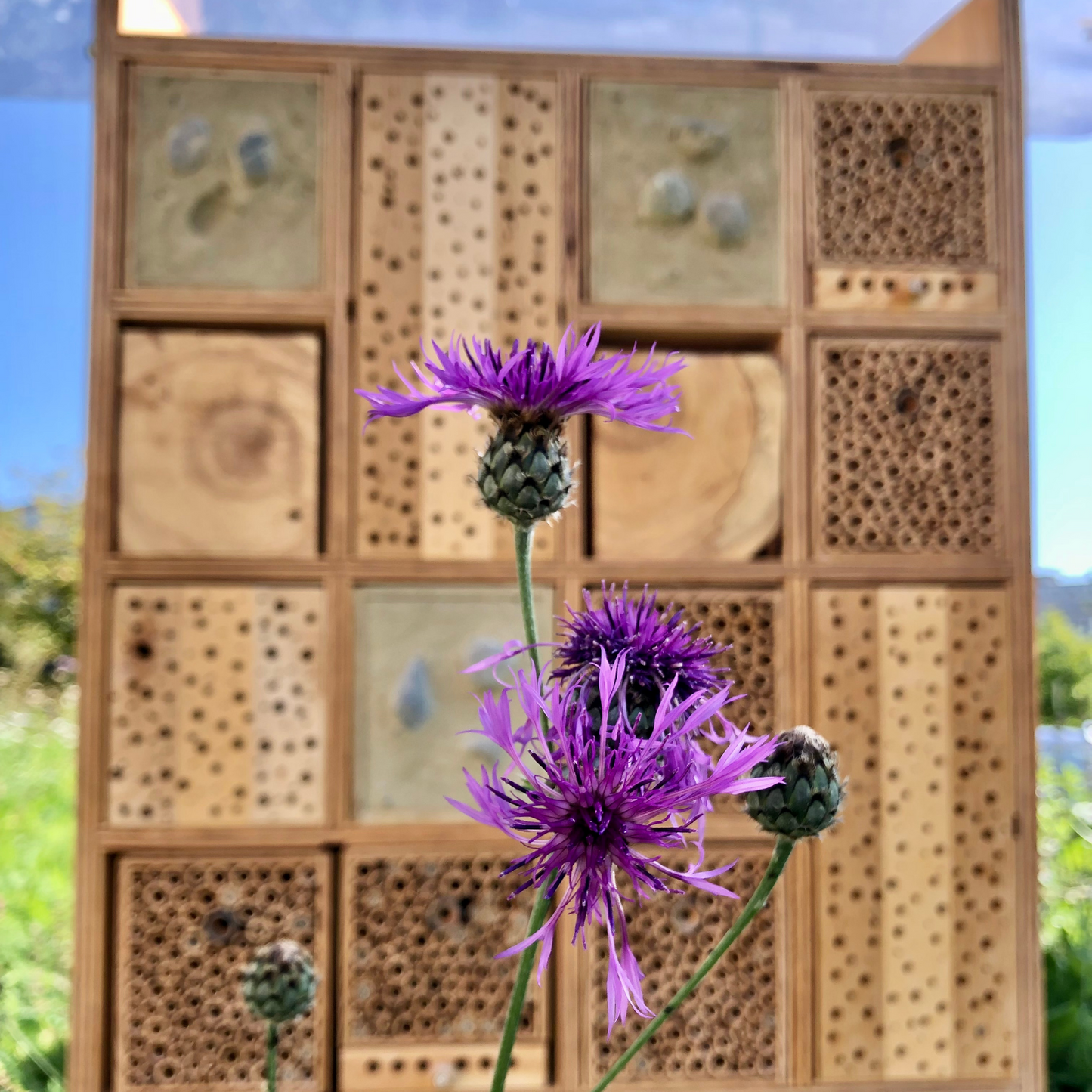 BeeHome Premium