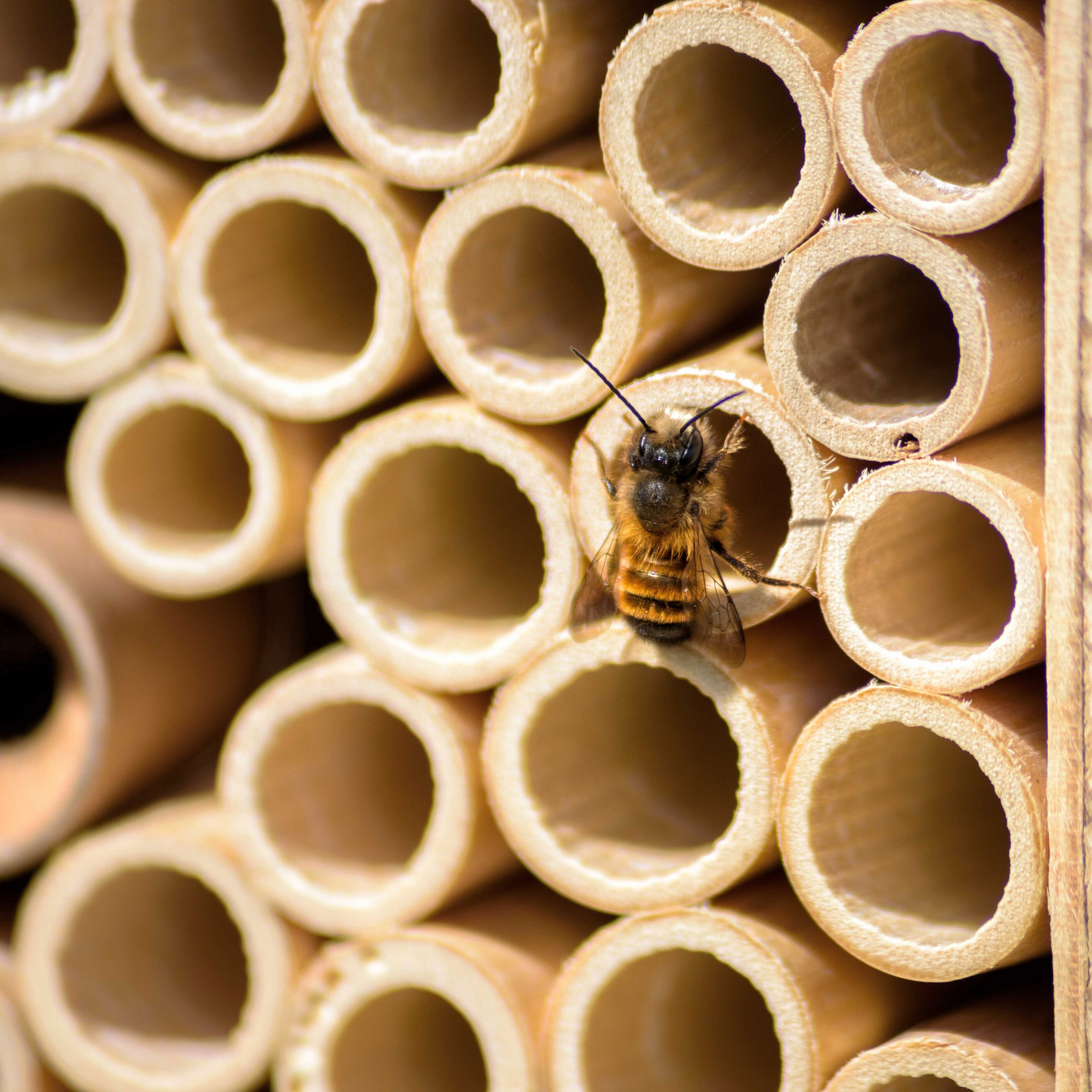 Warum Mauerbienen total auf das BeeHome fliegen