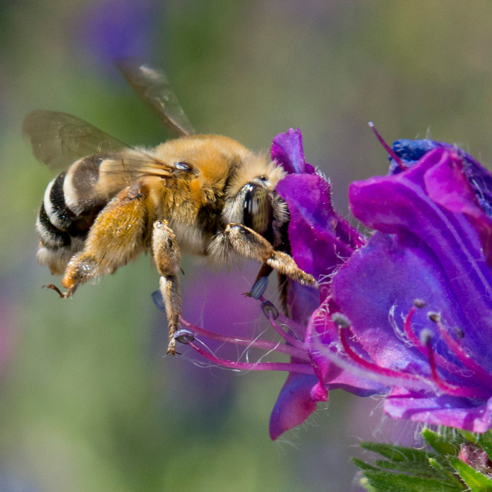 So kannst du einen Beitrag gegen das Bienensterben leisten