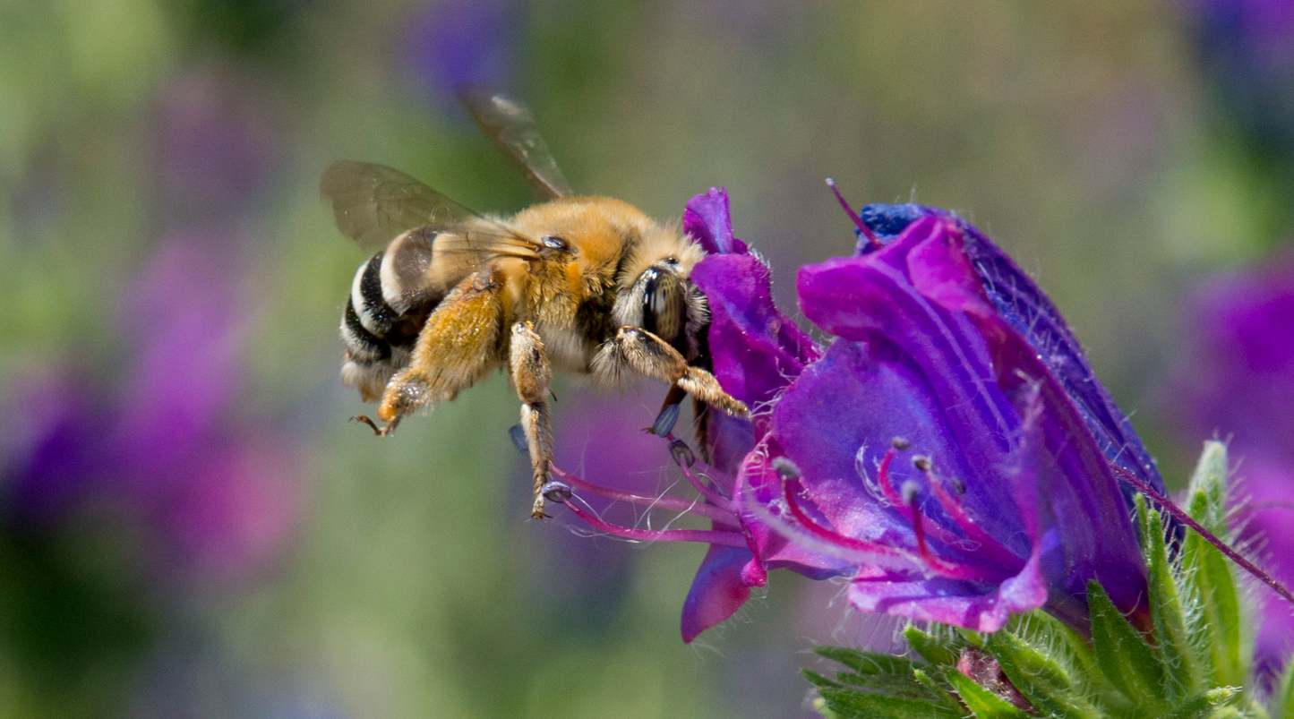 So kannst du einen Beitrag gegen das Bienensterben leisten