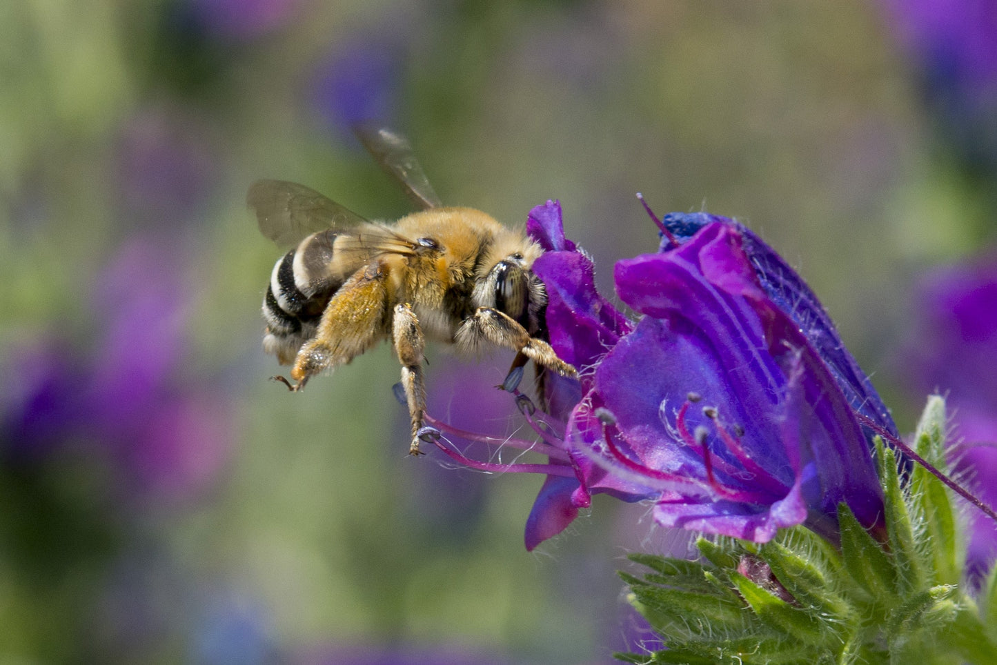Wie du einen Beitrag gegen das Wildbienensterben leisten kannst