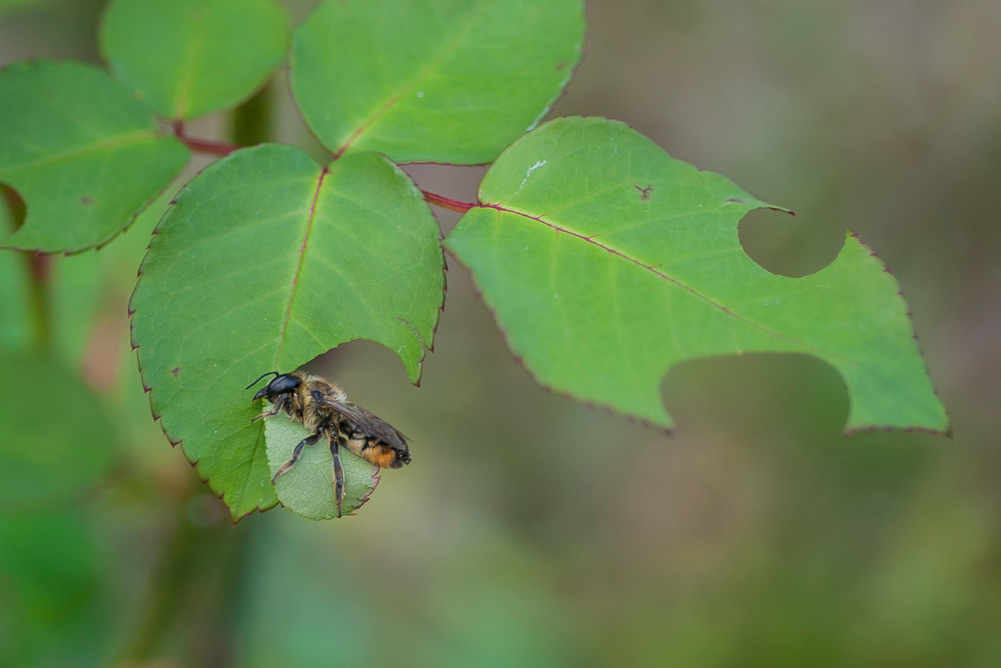 Blattschneiderbienen: Die beissen sich durch