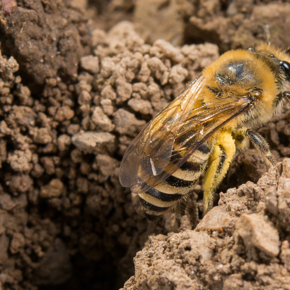Nistplätze für bodennistende Wildbienen anlegen