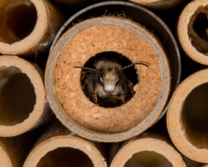 Eine Mauerbiene schaut aus einem BeeHome. Es ist gerade in seiner Startpop-Röhre geschlüpft.