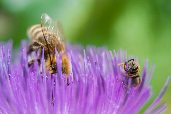 Pourquoi les abeilles maçonnes ne font pas de miel