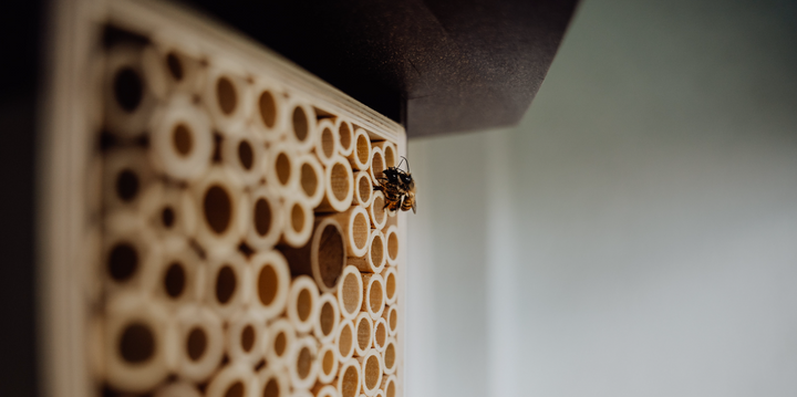 Wildbienen-Nisthilfen: Achte auf diese 5 Punkte