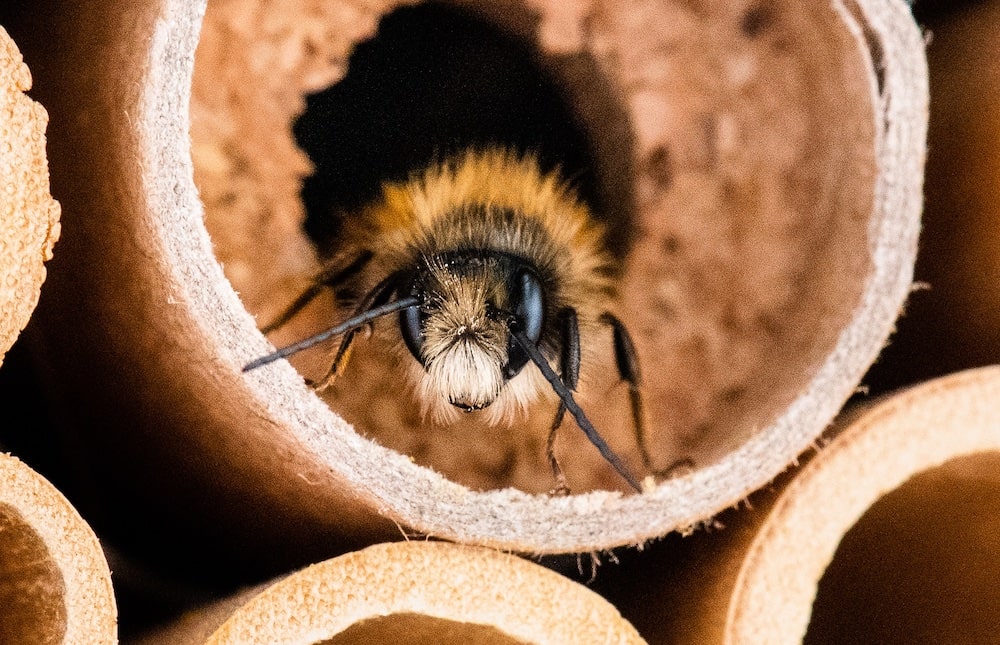 Die Mauerbiene und ihre fünf Sinne - Folge der Mauerbiene Corni durch den Tag und lerne, wie sie die Welt mit ihren fünf Sinnen wahrnimmt: Riechen, Schmecken, Sehen, Hören und Fühlen.
