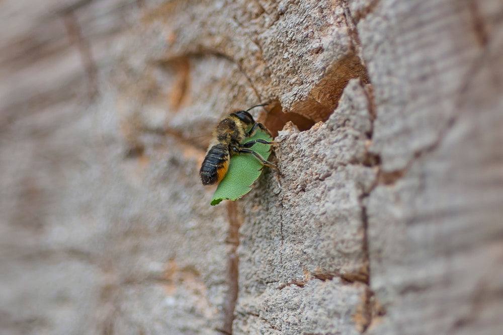 Holzbiene fliegt zu ihrem Nistplatz: ein morscher Holzklotz